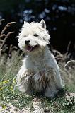 WESTIE 266